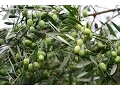 Growing the Table Olive Olea europaea