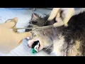 Download Lagu Esophagostomy Tube Placement (Critical Care In Small Animal Practice)