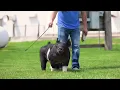 Exotic Boar Coming in Hot