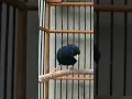 Lagu burung indigo...masteran burung murai yg paling dominan dinilai dan dilirik juri #burung #hobyburung