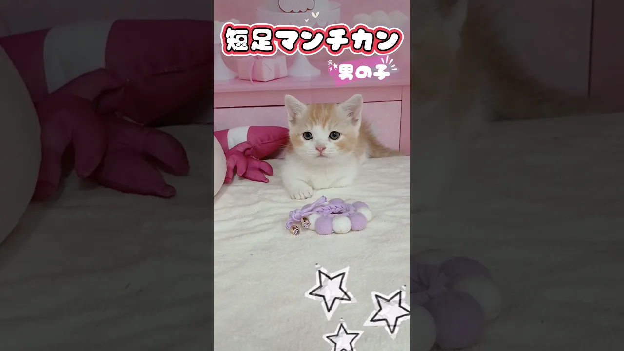 動画
