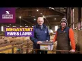 MEGASTART Ewe Lamb contributes to successful lambing at Huntington Farm