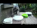 Trailcam 043 Racoon feeding at day part 11