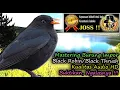 Masteran Burung Luar Negeri Suara Asli HD AUDIO - Black Robin (Turdus infuscatus)