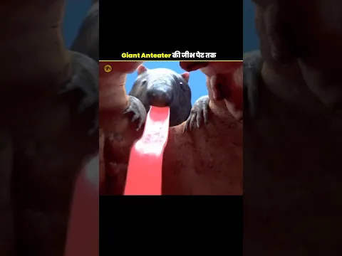 क्या Giant Anteater अपनी जीभ से इंसान का खाना पेट से निकाल सकता है? 😱#viral #trending #shorts #edit