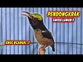 Lagu SUARA BURUNG KOLIBRI NINJA GACOR FULL NEMBAK ISIAN MEWAH !! PANCINGAN KONIN BAHAN AGAR CEPAT EMOSI