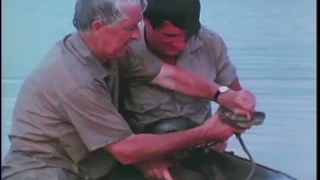 Wild Kingdom Dangerous Moments in the Wild Kingdom