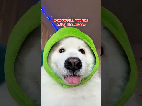 What would you call a dog that does magic tricks 🤔? #dogshorts #samoyed #dog #funny #puppy #cute