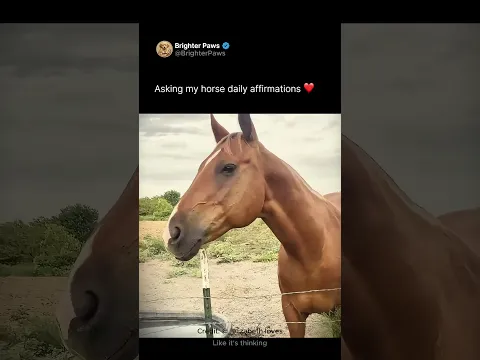 Asking my horse daily affirmations ❤️
