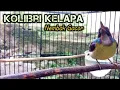 Download Lagu kolibri kelapa | manggar | wiceh | pancingan / masteran kolibri kelapa gacor nembak full