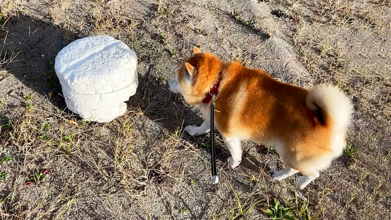 ボール遊びの実績作りをしている柴犬