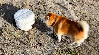 ボール遊びの実績作りをしている柴犬
