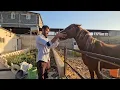 Download Lagu 🐴✨Babak's Daily Life on the Farm 🐄🍛🤝 His Pure Love for a Young Horse \u0026 Cooking for Guests\