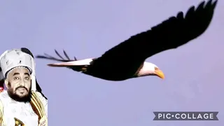 زامل ياطير مهما طرت في جو السماء محمد عزان النسخة الأصلية 