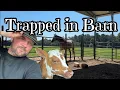 Download Lagu Escaping Rescue Horse Rita