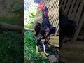 Download Lagu Ayam muda belajar berkokok🐓