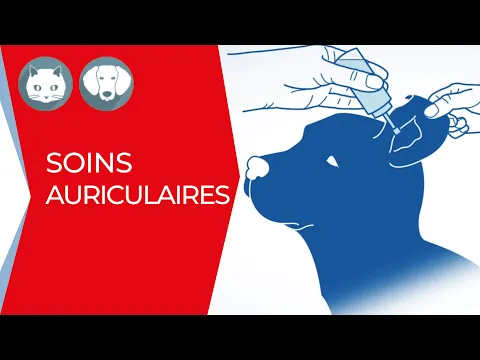 Comment nettoyer les oreilles de votre animal ? | Clément Thékan
