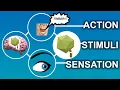 1 2 - These FOUR Things Make the Perceptual Process