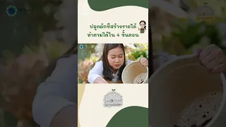 ทำไมต้องแช่เมล็ดผักชีในน้ำร้อนผสมน้ำเย็น ก่อนเพาะ และควรแช่นานเท่าไร