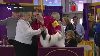 Havanese Breed Judging 2019