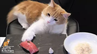 Download Sushi for Cats MP3