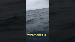 The day the whales came!