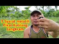 Download Lagu 3 Syarat Melatih Pikat Kutilang CENGKRAM