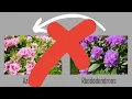Top 5 Favorite Rhododendrons | NatureHills.com