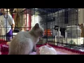 Waggin tails purrfect cat rescue test