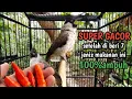 Download Lagu 7 makanan kutilang agar cepat gacor dan cara pemberiannya