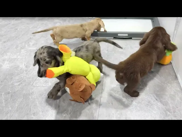 動画