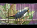Download Lagu Jalak rio rio memanggil teman | Pancingan AMPUH jalak rio MUDA HUTAN