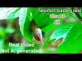Tailorbird nest sewing like pro
