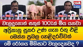 අප්රිකානු සූකර උණ ගැන රතු එළි - වැලදුනොත් සතුන් 100%ක් මිය යනවා