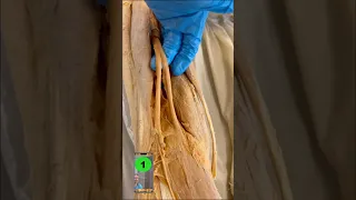 SURPRISING Fix For Tight Hamstrings 