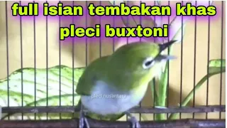 pleci gacor full isian nembak sped rapat