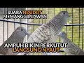 Download Lagu GAK PAKE LAMA ‼️ PANGGILAN PERKUTUT AKTF BIKIN SEMUA PERKUTUT JADI NYAUT