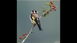 تغريد مقنين خلوي القل 