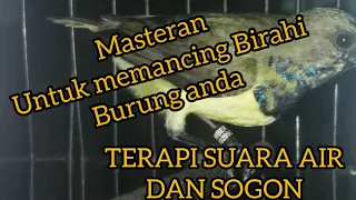 terapi suara air dan sogon untuk memancing birahi burung sogon dan pleci