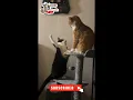 Download Lagu kucing ribut !! seru #shorts #video #viralvideo