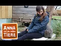 Download Lagu Warum der Wombat Würfel kackt| Reportage für Kinder | Anna und die wilden Tiere