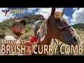 How To Brush and Curry Comb Your Horse Groom - BTSR