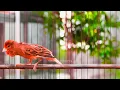 Download Lagu Pancingan Kenari Gacor Ngerek! Buat Kenari Macet Bunyi pun Bisa Langsung Respon