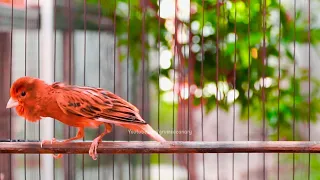 pancingan kenari gacor ngerek buat kenari macet bunyi pun bisa langsung respon