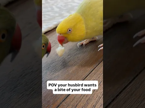 Donβt mess with a girl and her food! π #talkingbird #talkingparrot #couple #funnypets #funnyanimals