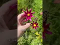 Download Lagu Plant Breeding For Beginners: Open Pollinated #gardening #gardeningideas #gardeningtips