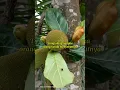 Download Lagu tongtolang nangka orang Sunda menyebutnya #youtubeshorts #domba #vokalsunda #katakatabagus