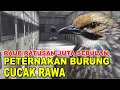 Download Lagu RAUP RATUSAN JUTA DARI PETERNAKAN BURUNG CUCAK RAWA