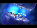 Neural Conduction Action Potential and Synaptic Transmission