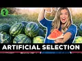 Artificial Selection Selective Breeding